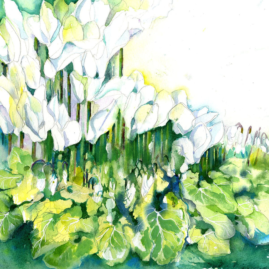 White Cyclamen Flowers