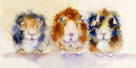 Pet Brown and white Guinea Pig Art Print Watercolour painted image by sheila gill