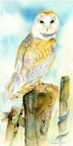 Barn Owl Art Picture Watercolour Wildlife art designed by artist Sheila Gill
