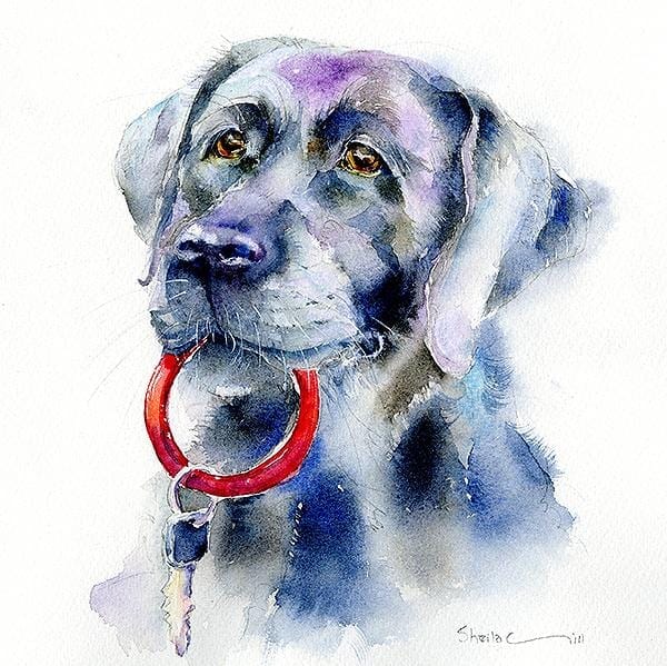 Black Labrador Dog Art Print designed by artist Sheila Gill
