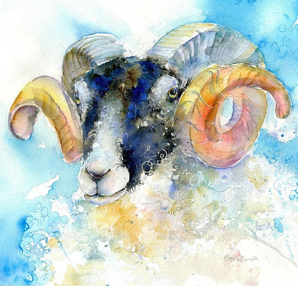 Ram Art Picture black faced sheep watercolour designed by artist Sheila Gill
