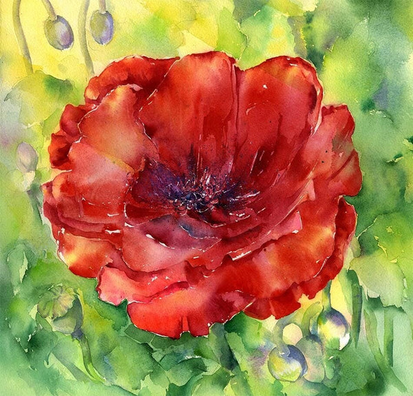 Red Poppy Art Contemporary Picture for home or office Watercolour painted by artist Sheila Gill

