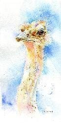 Ostrich Greeting Card designed by artist Sheila Gill