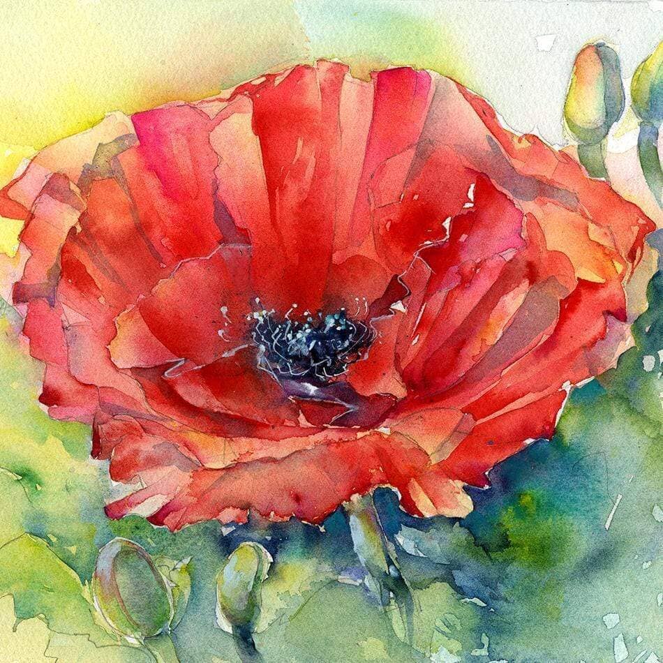 Red Poppy Flower Card