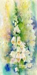 Artist painted white White Foxglove elegant garden Flower, Greeting Card Sheila Gill Fine Art