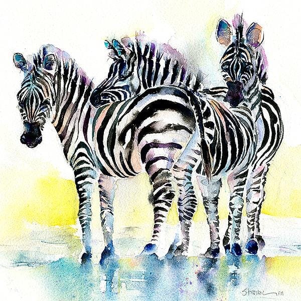 Zebras Art Picture wild african animal black and white stripes Watercolour painted by Sheila Gill
